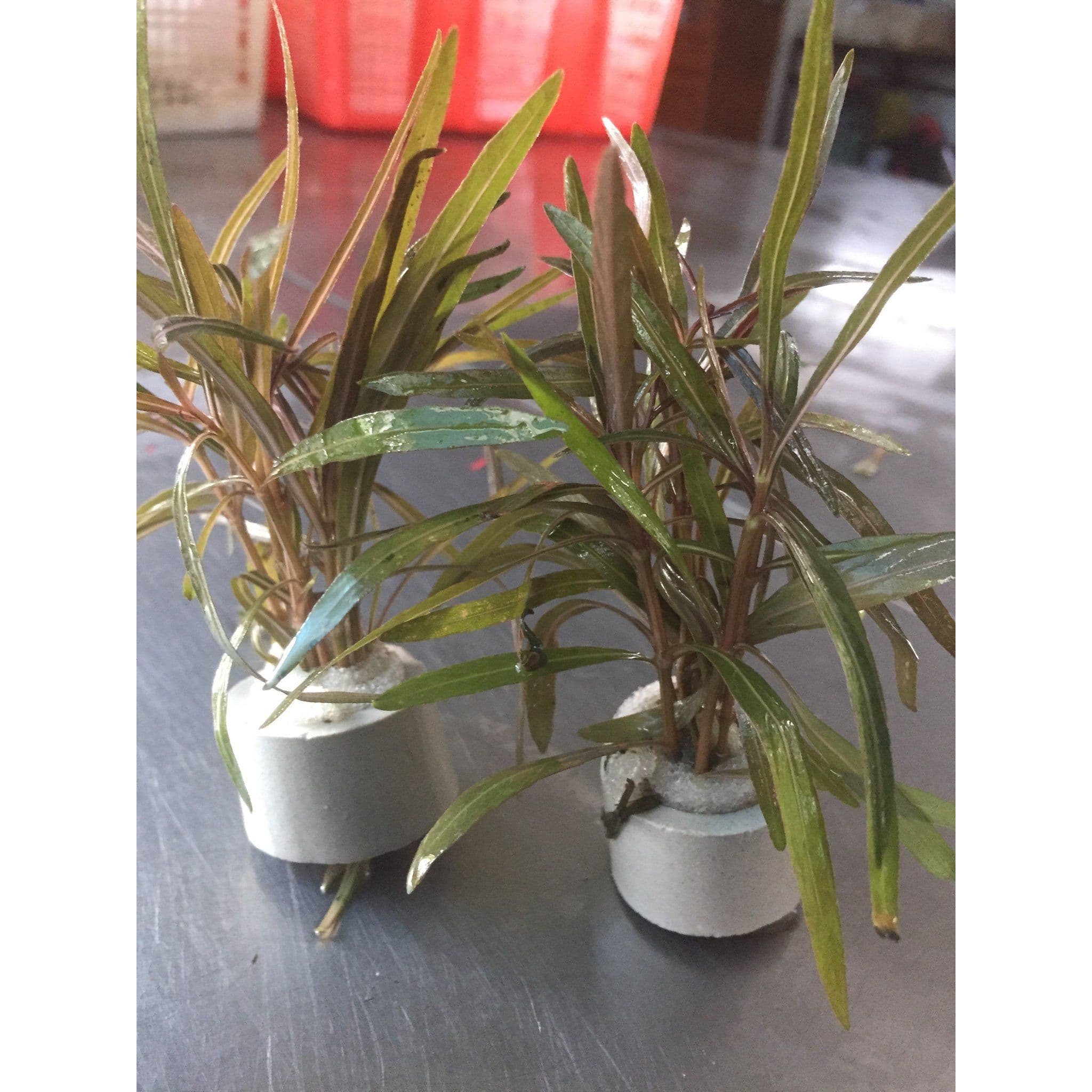 Hygrophila Sp. Araguaia