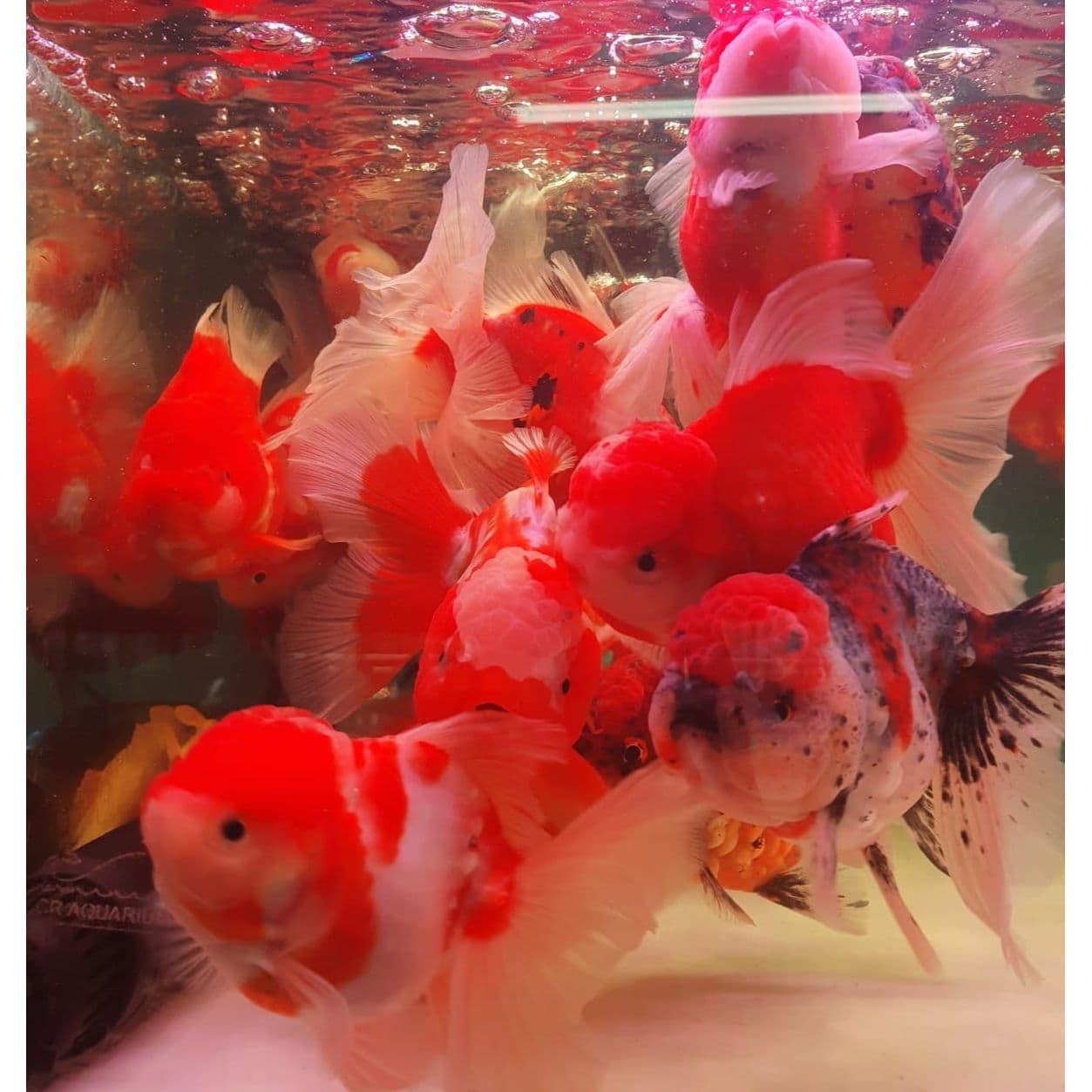 Oranda Goldfish