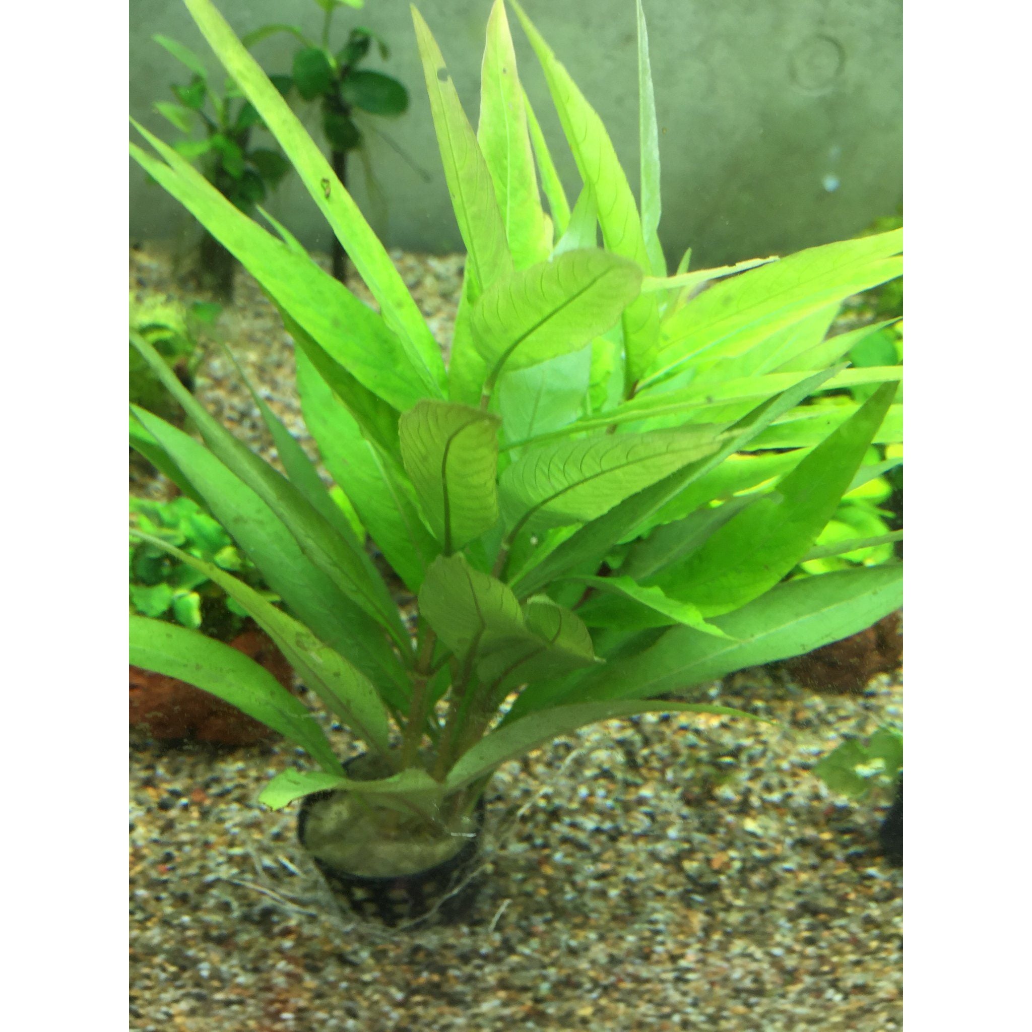 Hygrophila Siamensis