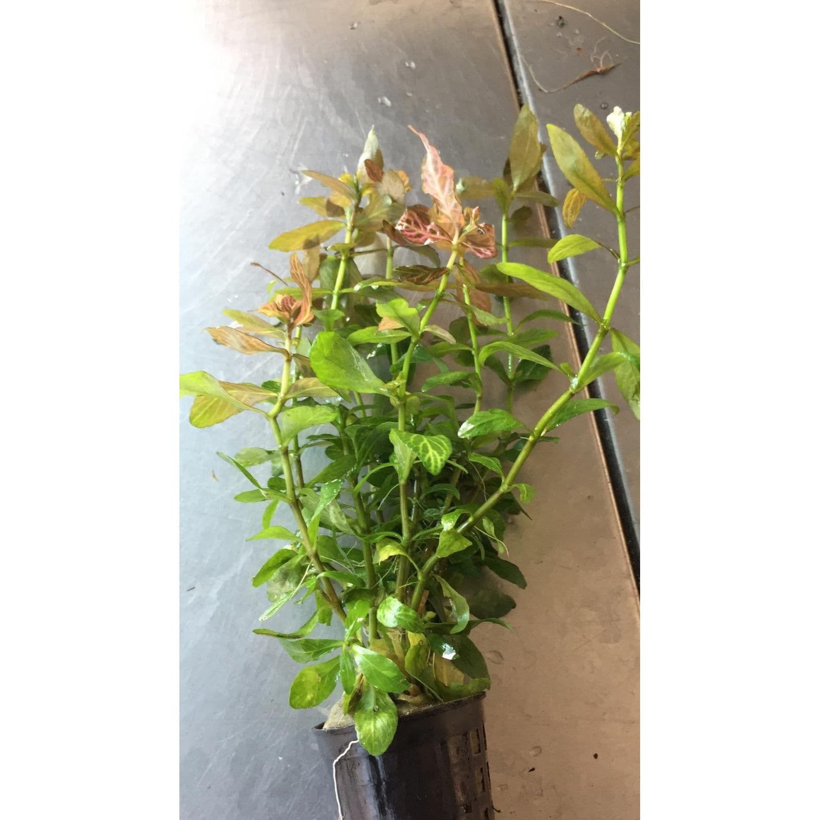 Hygrophila Rosanervis