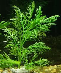 Hygrophila Difformis (water wisteria)