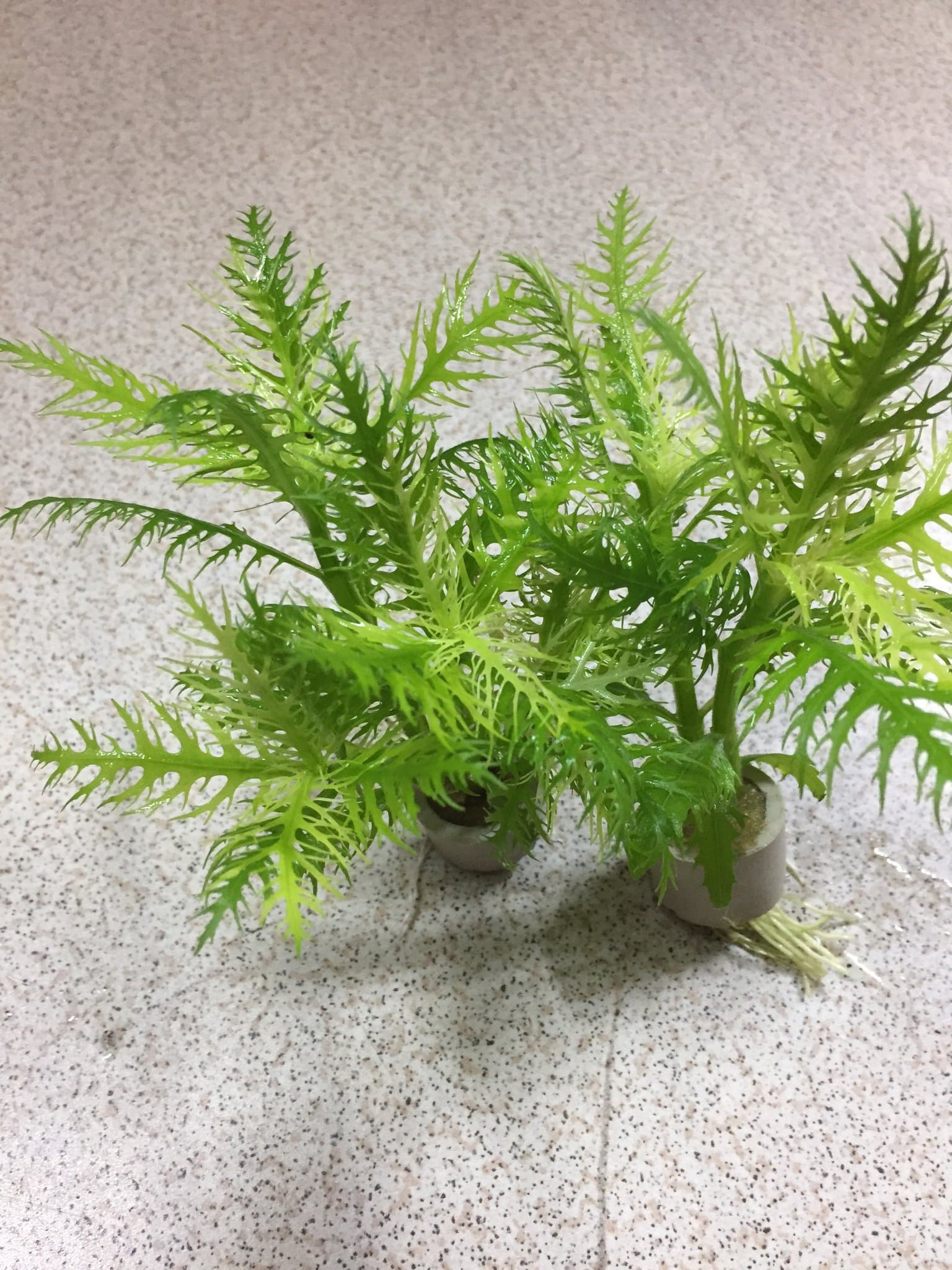 Hygrophila Balsamica