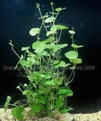 Hydrocotyle Leucocephala