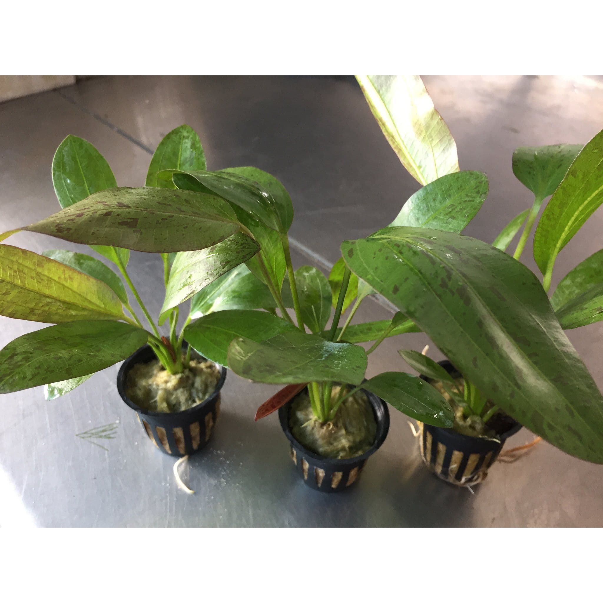 Echinodorus Red Flame