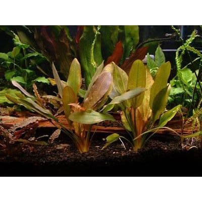 Echinodorus Red Rubin
