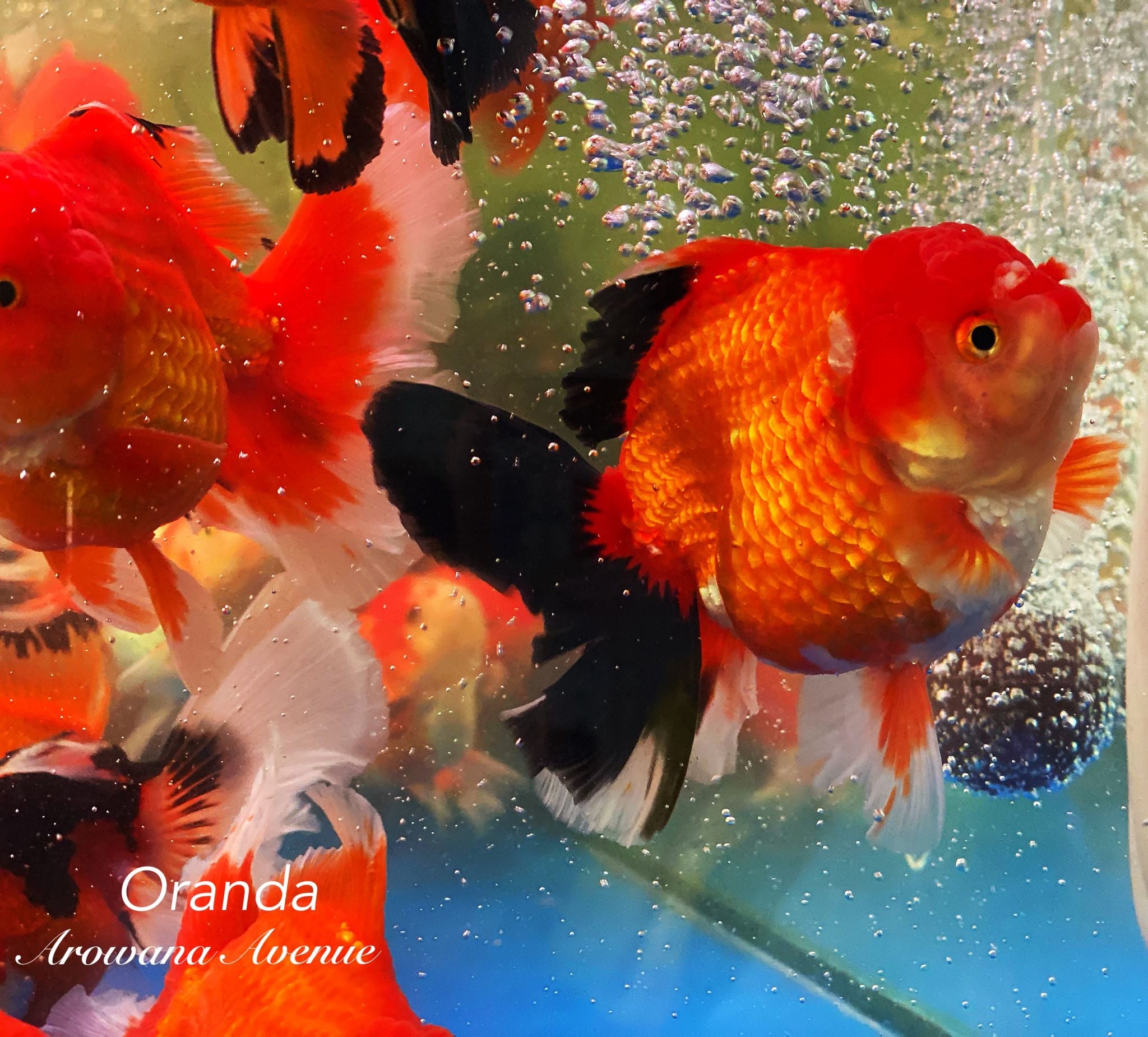 Oranda Goldfish