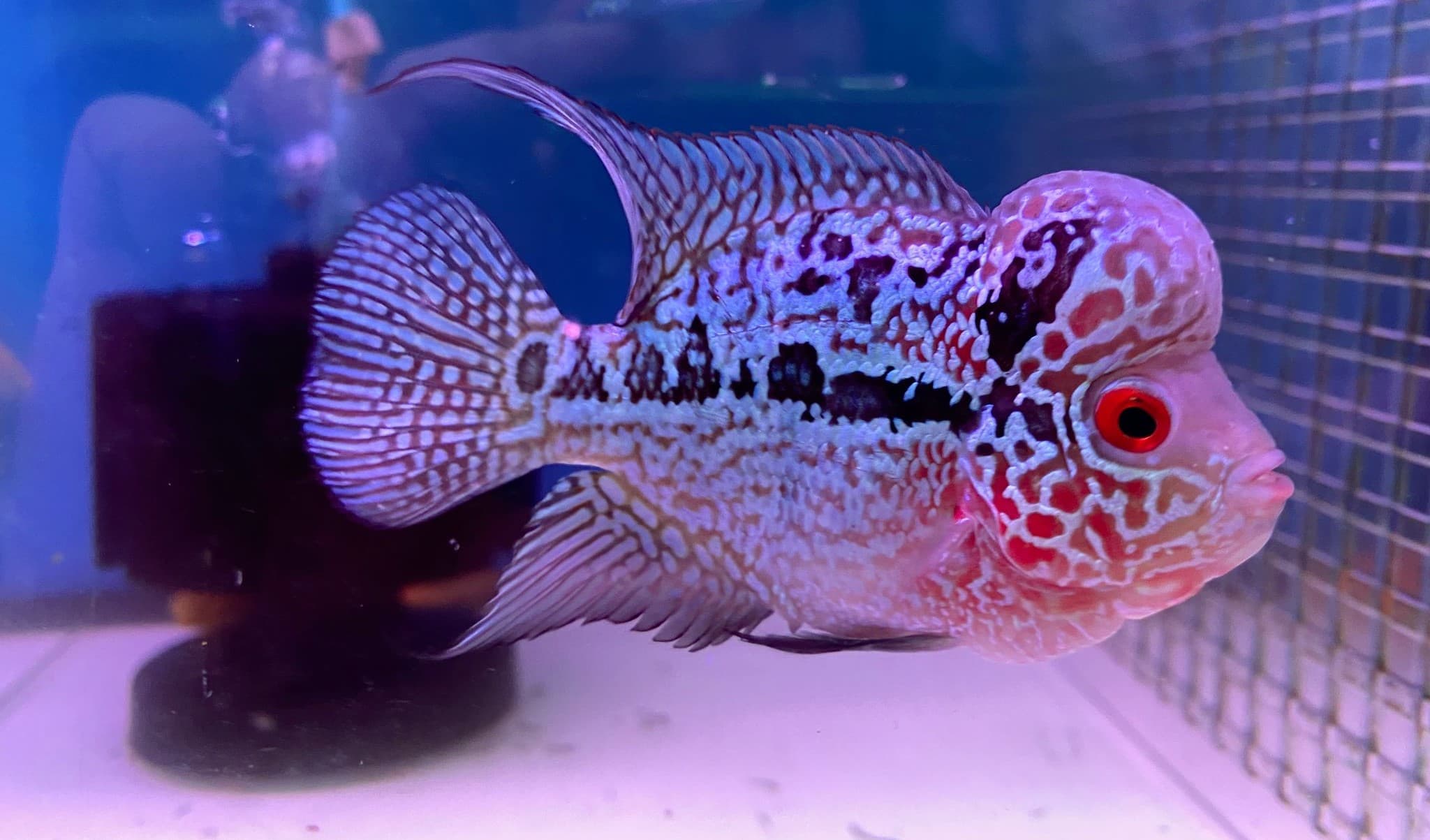 Flowerhorn