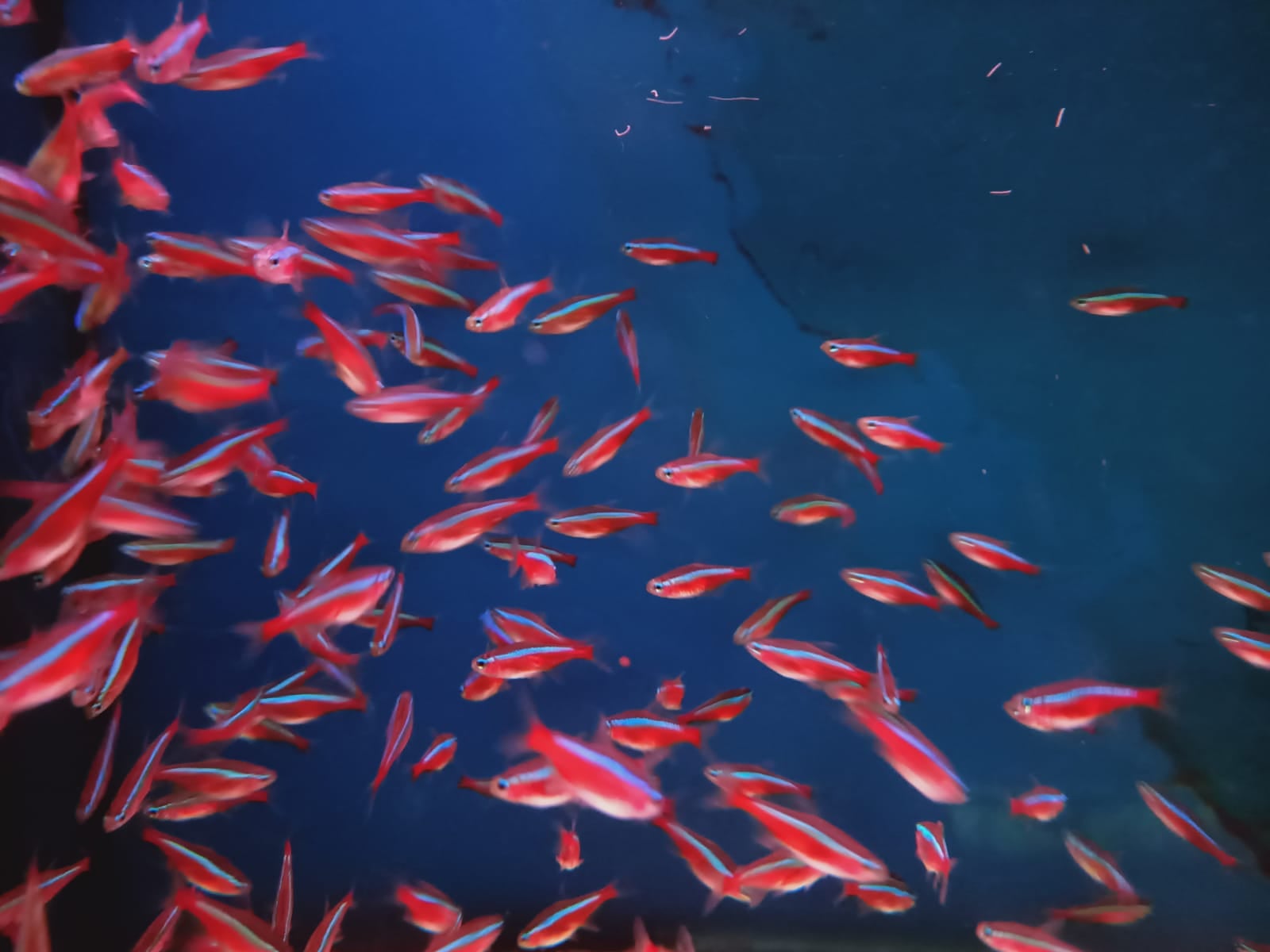 Cardinal Tetra ( TT-0749 )