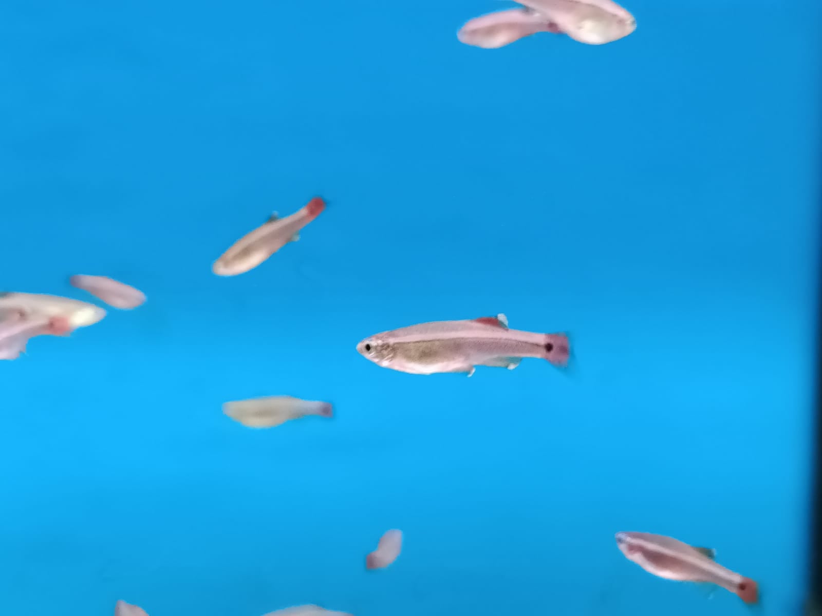 White Cloud Mountain ( TT-0402 )