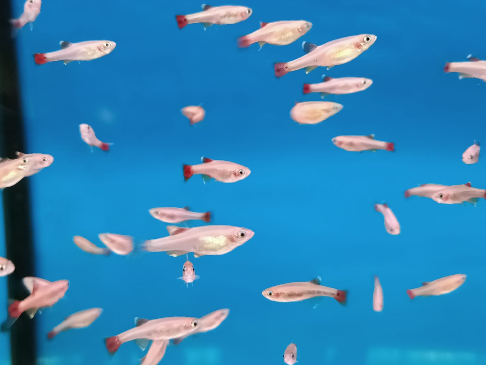 Golden White Cloud Mountain ( TT-0419 )