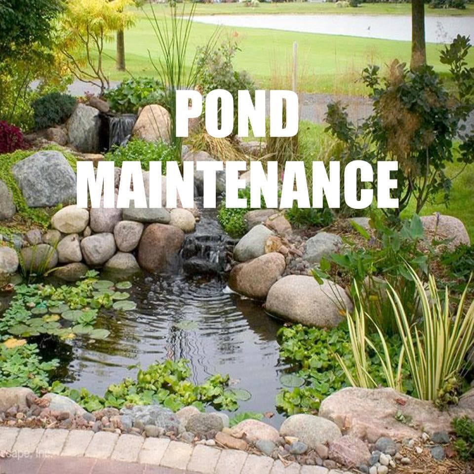 Pond Maintenance/ Setup Service