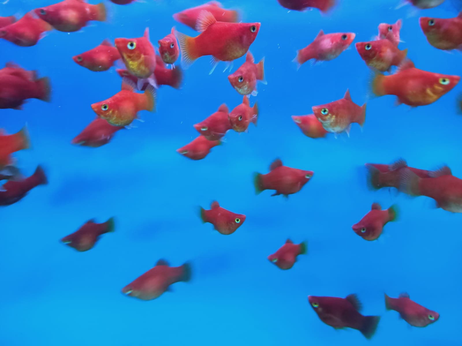 Red Coral Platy ( PP-0026 )