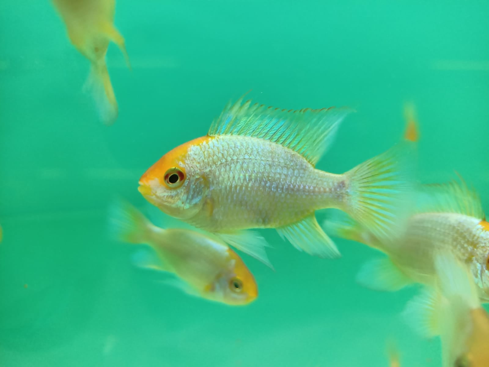 Electric Blue Butterfly ( CC-5705 )