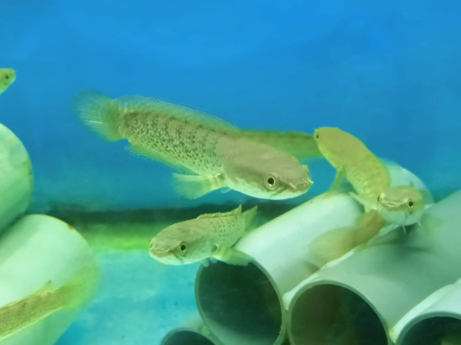 Channa Stewartii ( OO-3131 )