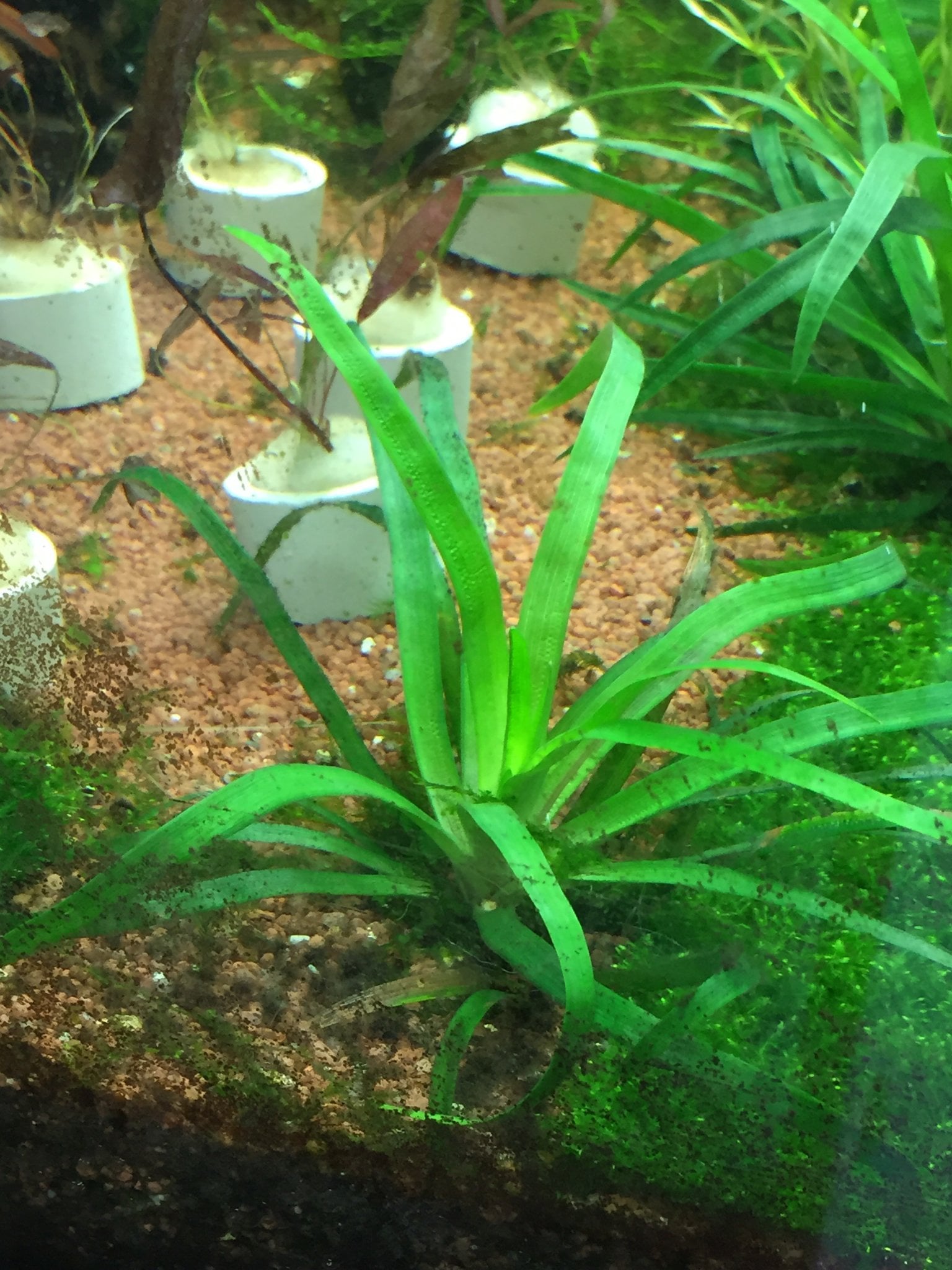 Eriocaulon Sp Vietnam