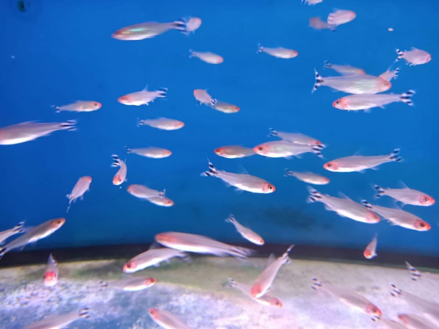 Rummy Nose Tetra ( TT-0772 )