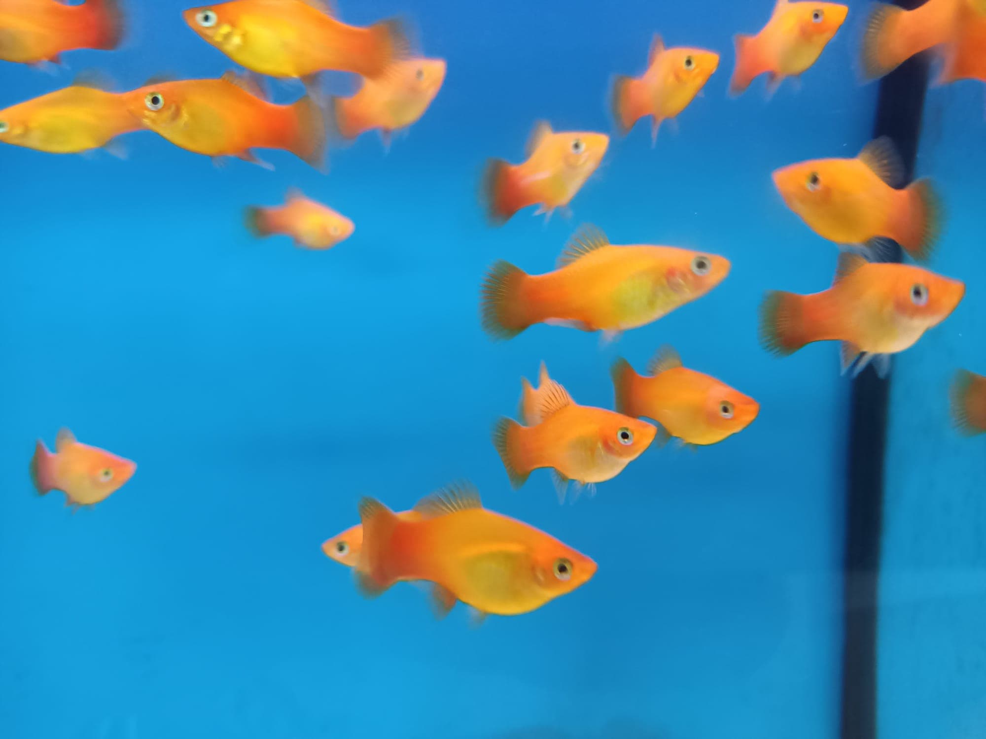 Sunburst platy ( PP-2162 )