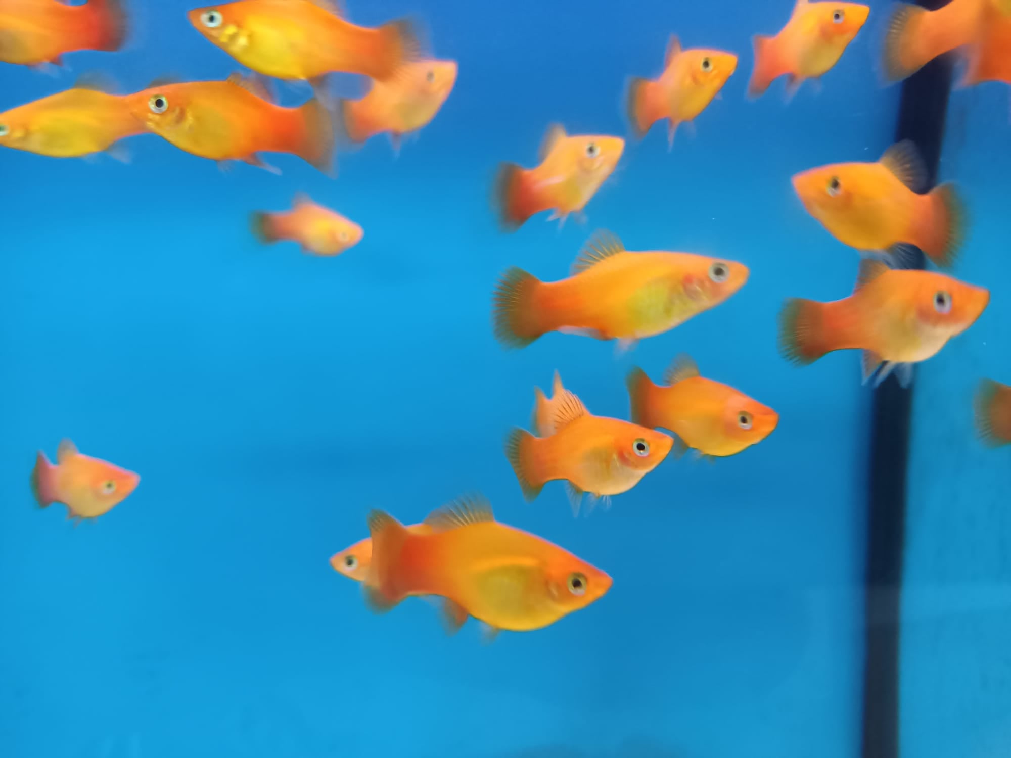 Sunburst platy ( PP-2162 )