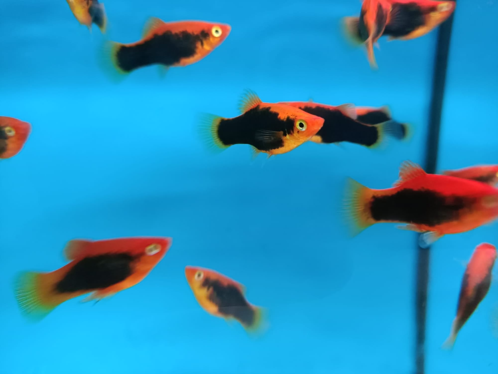 Red tuxedo platy ( PP-2162 )