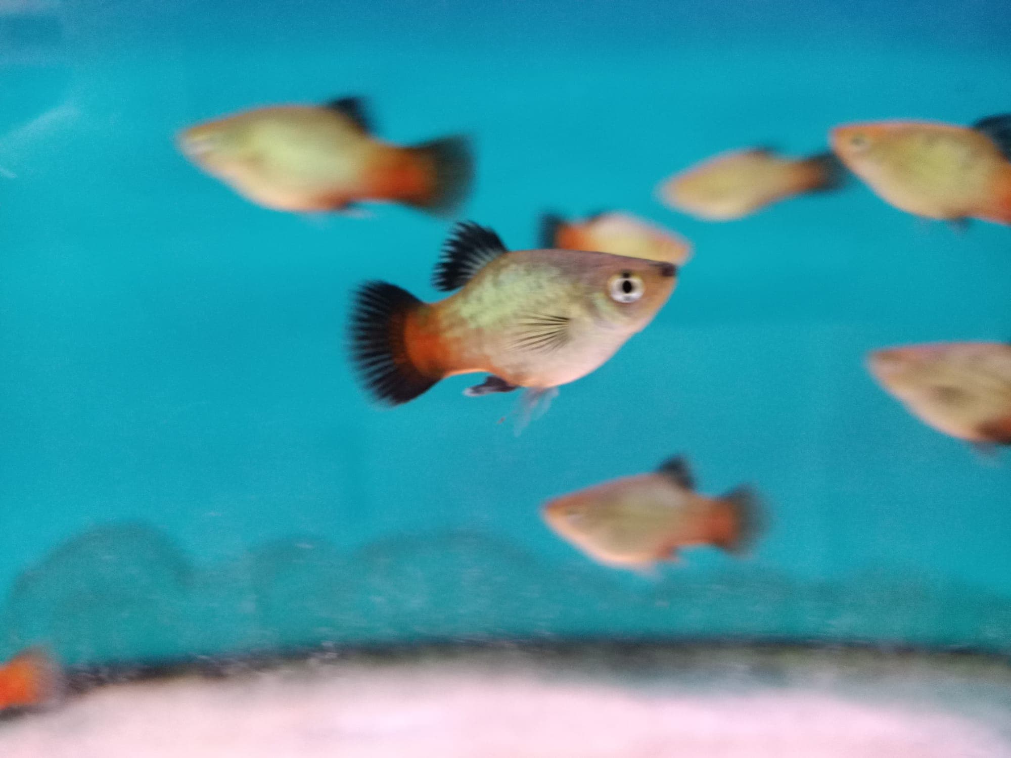 Rainbow Platy ( PP-2162 )
