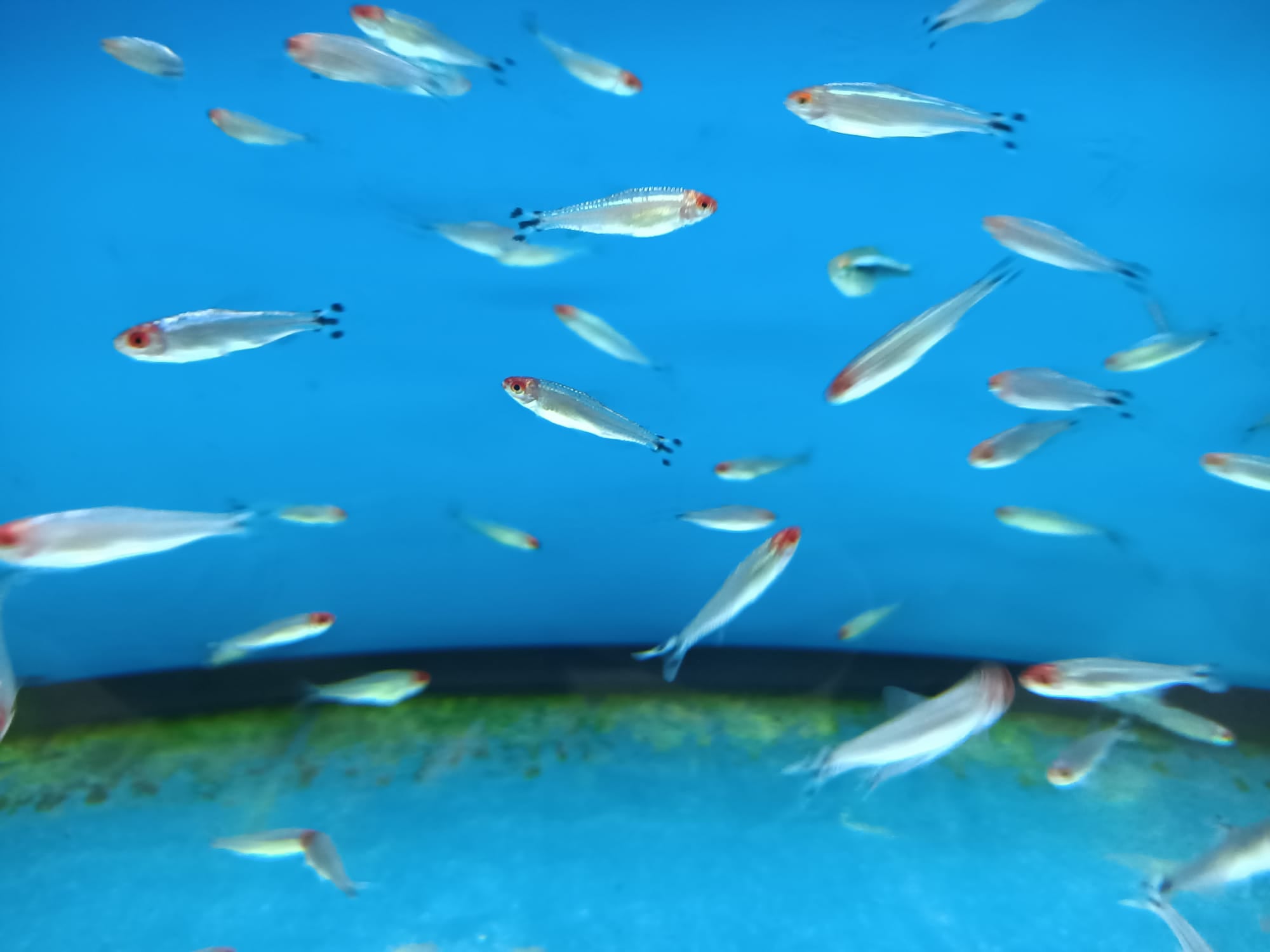 Platinum Rummy Nose Tetra ( TT-0780 )