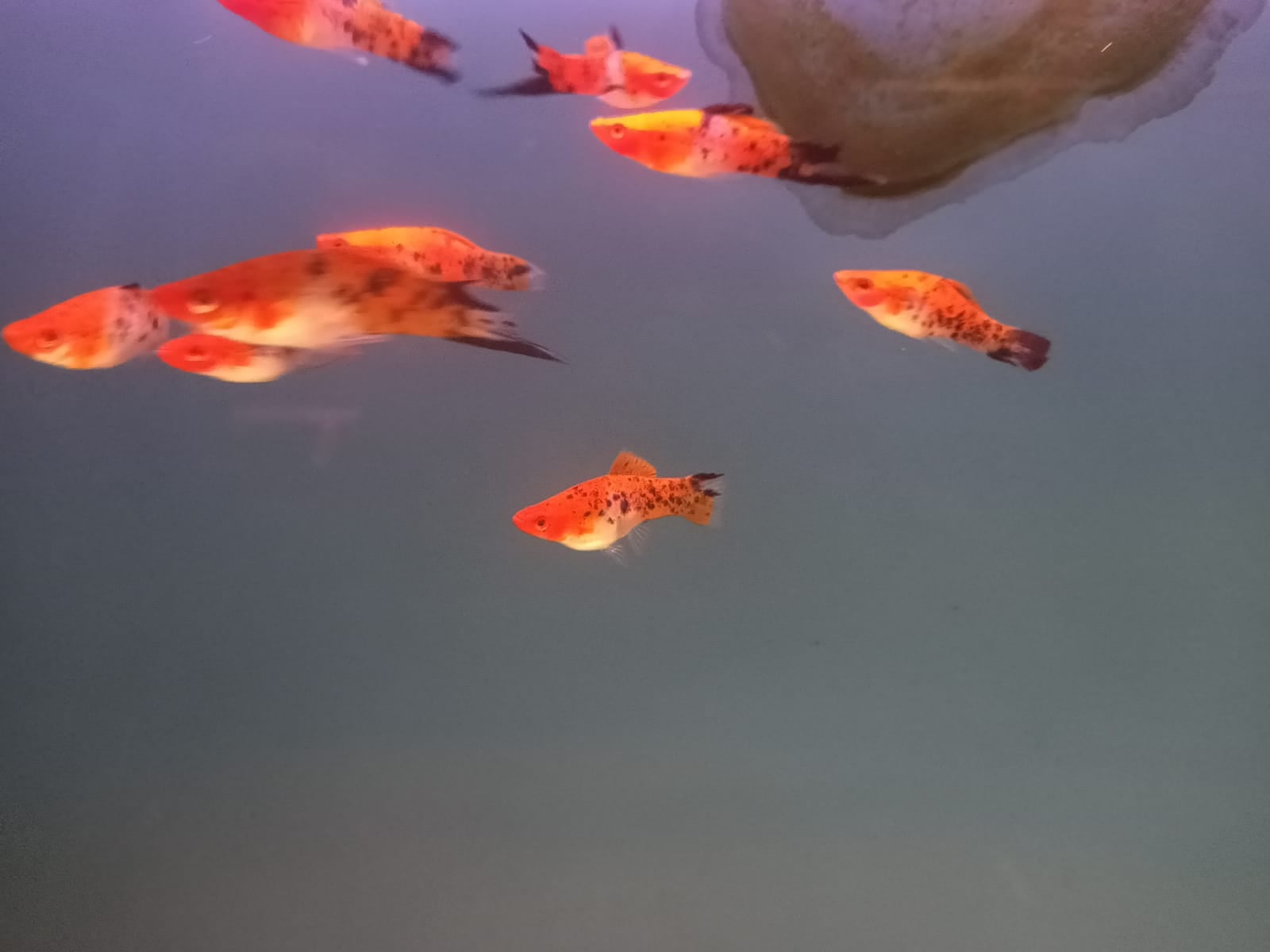 Sanke koi Sword ( SS-3142)