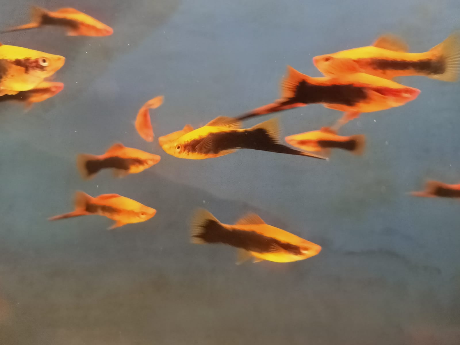 Red tuxedo sword ( SS-3142)