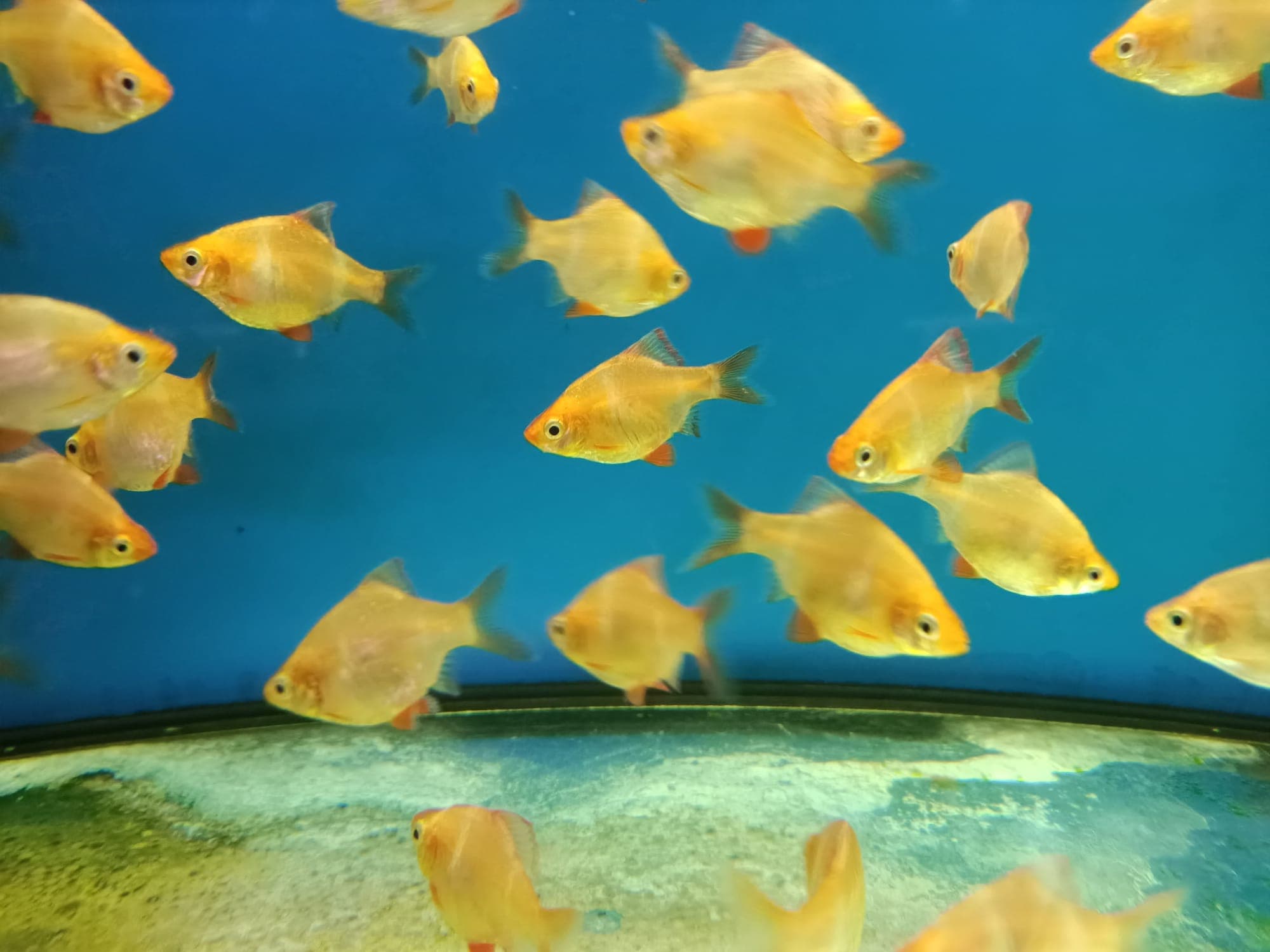 Albino Tiger Barb ( BB-0211 )