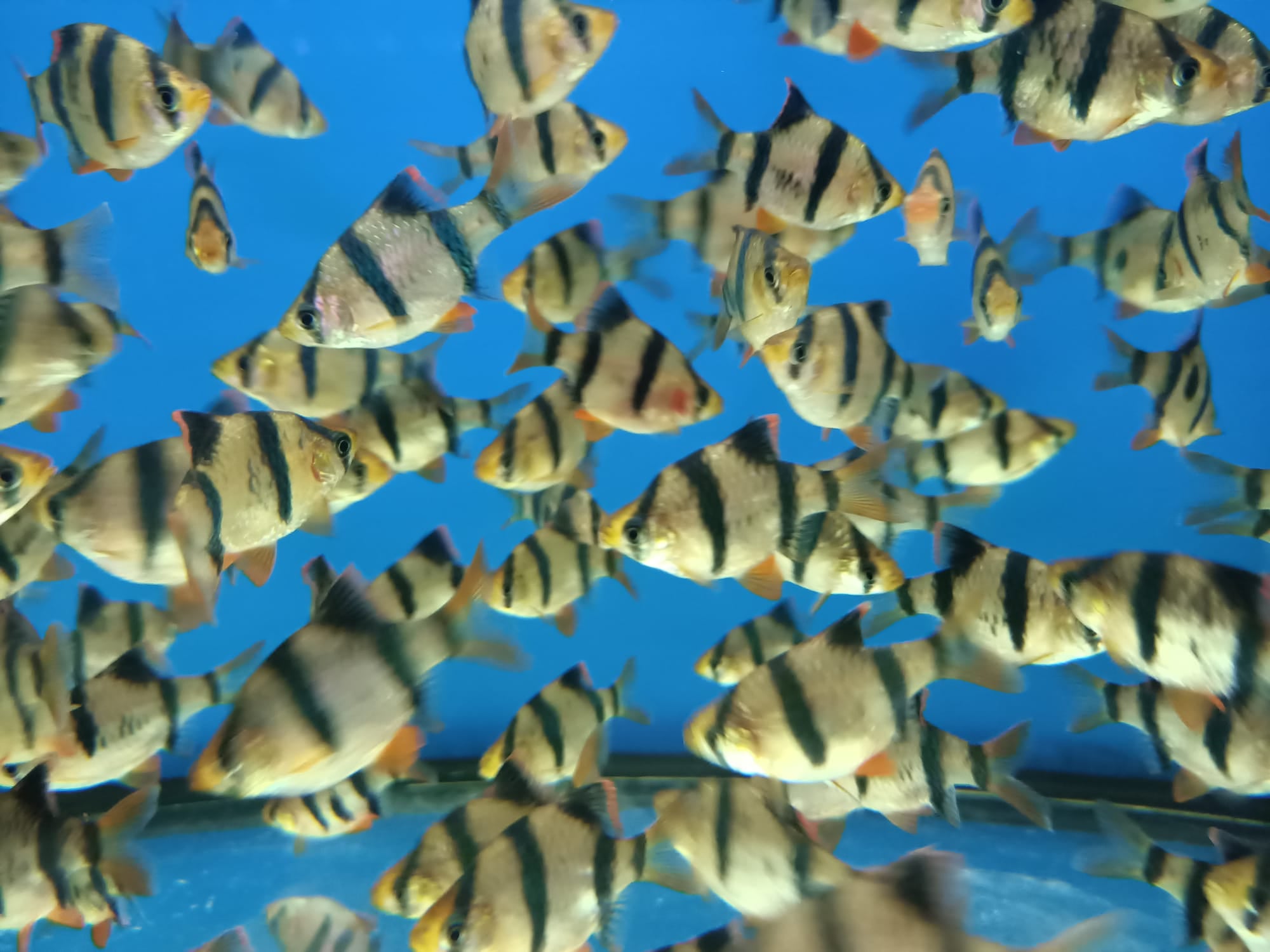 Tiger Barb ( BB-0181 )