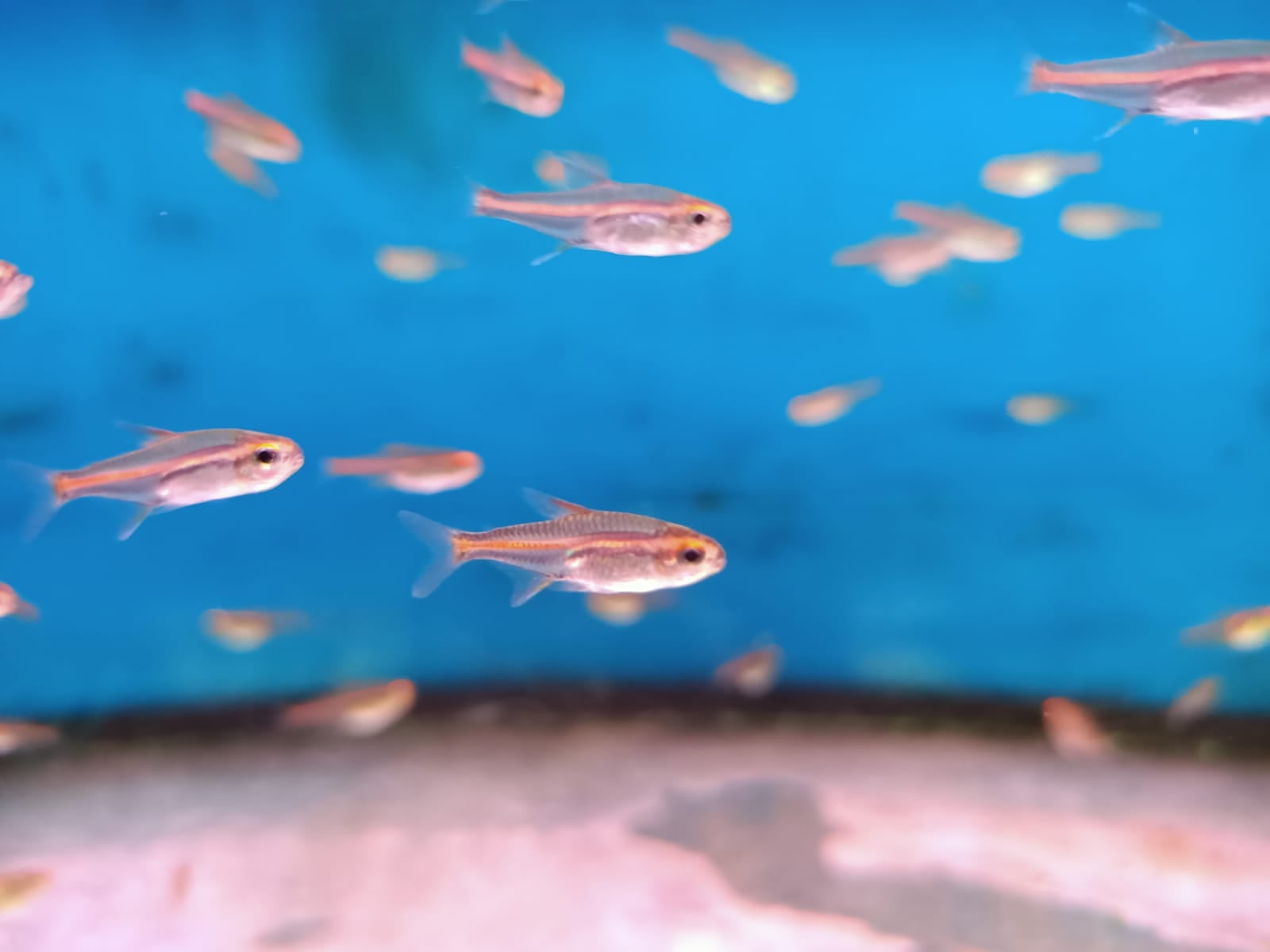 Glowlight Tetra ( TT-0226 )