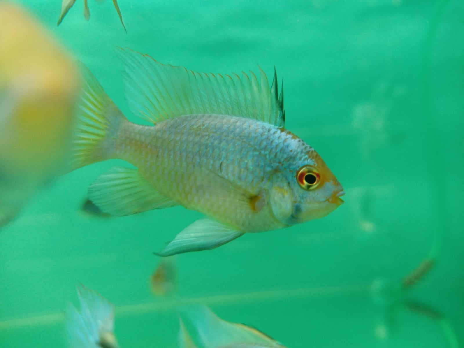 Electric Blue Butterfly ( CC-5704 )