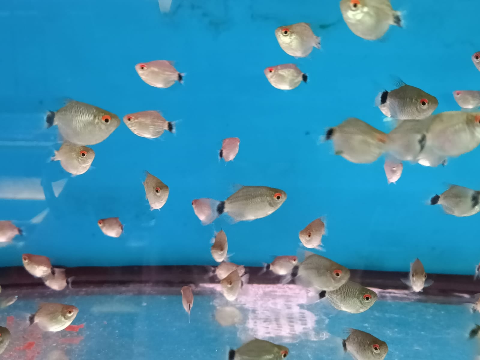 Balloon Red Eye Tetra (TT-1240)