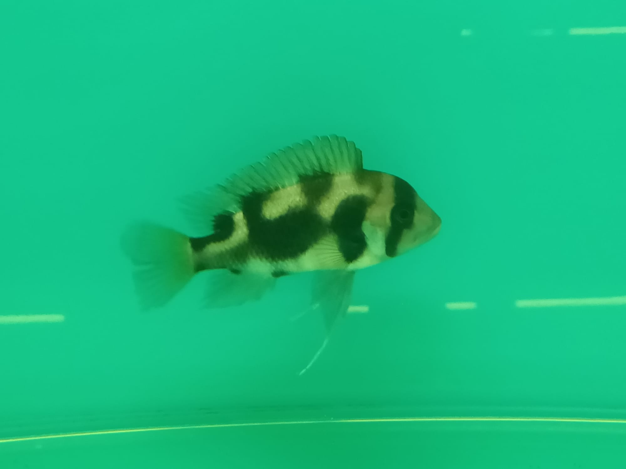 Black Widow Frontosa