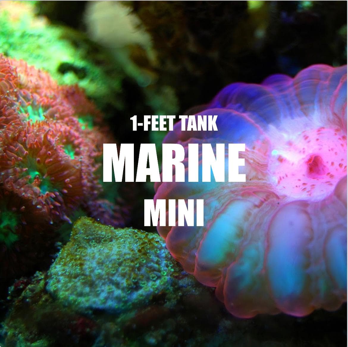 Adventure Pack - Marine 1-Feet Set