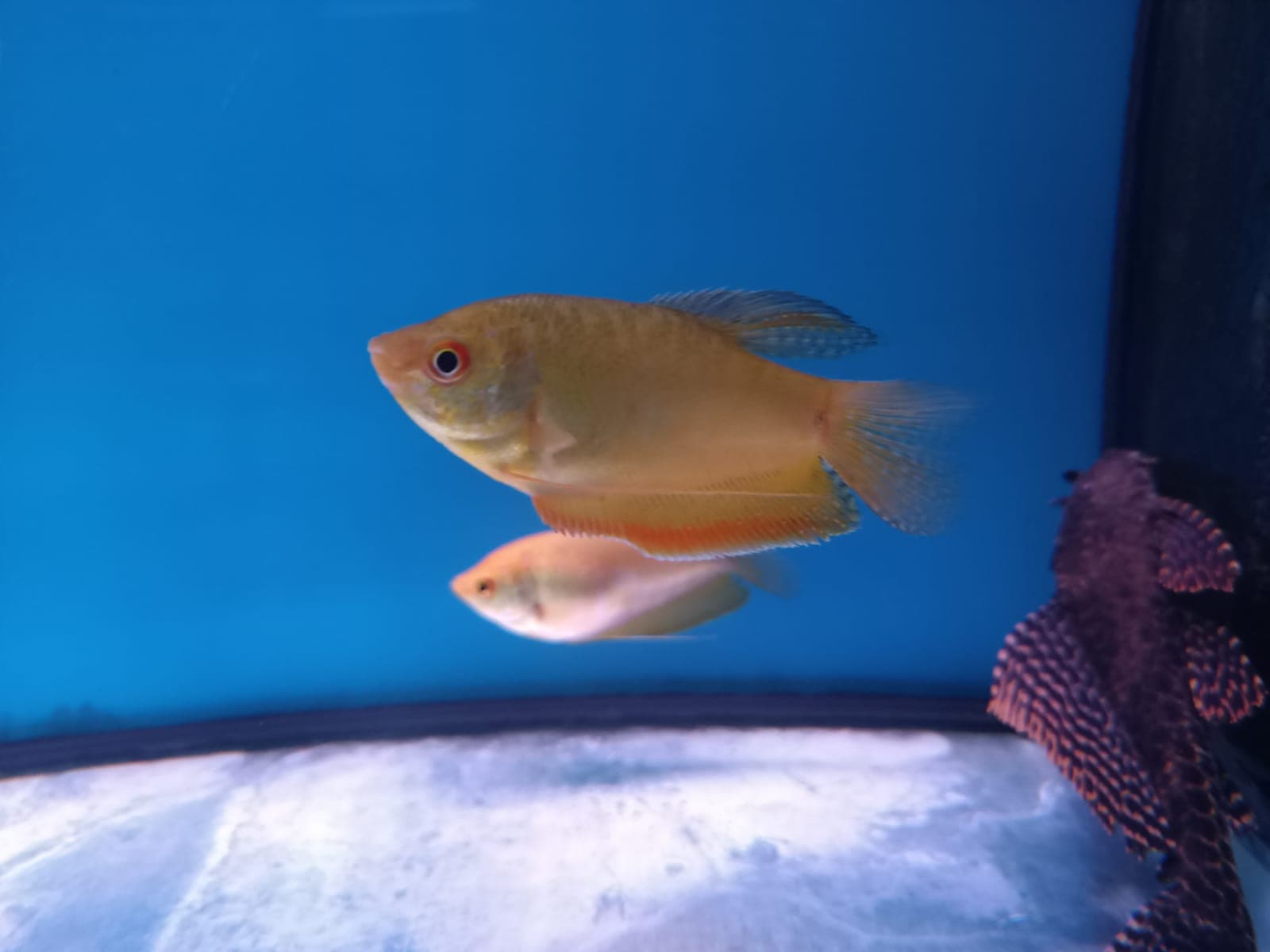 Golden Gourami ( GR-0027 )