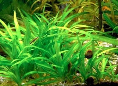 Echinodorus latifolius