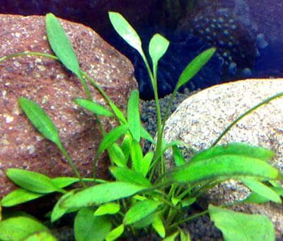 Cryptocoryne lucens