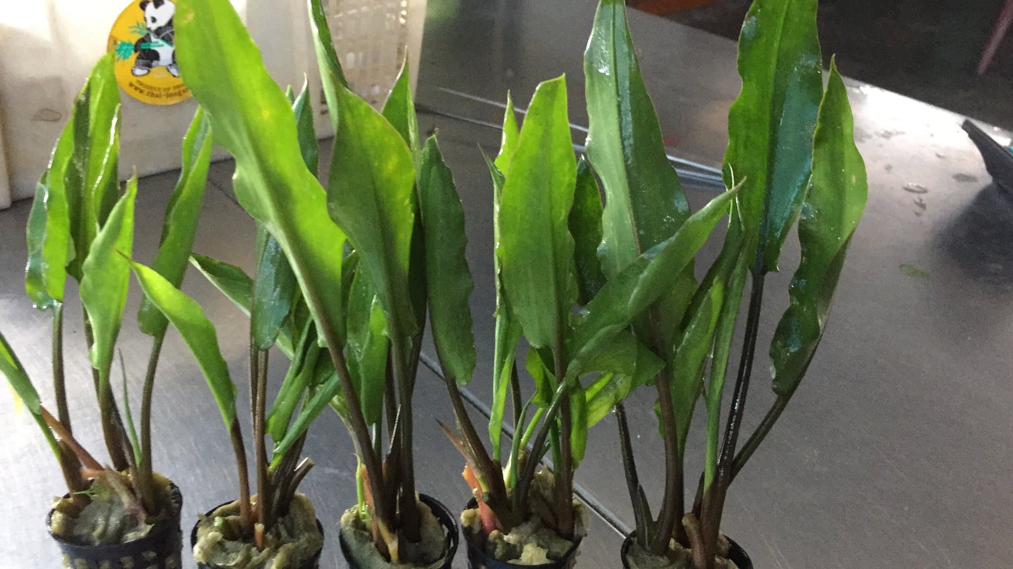 Cryptocoryne ciliata