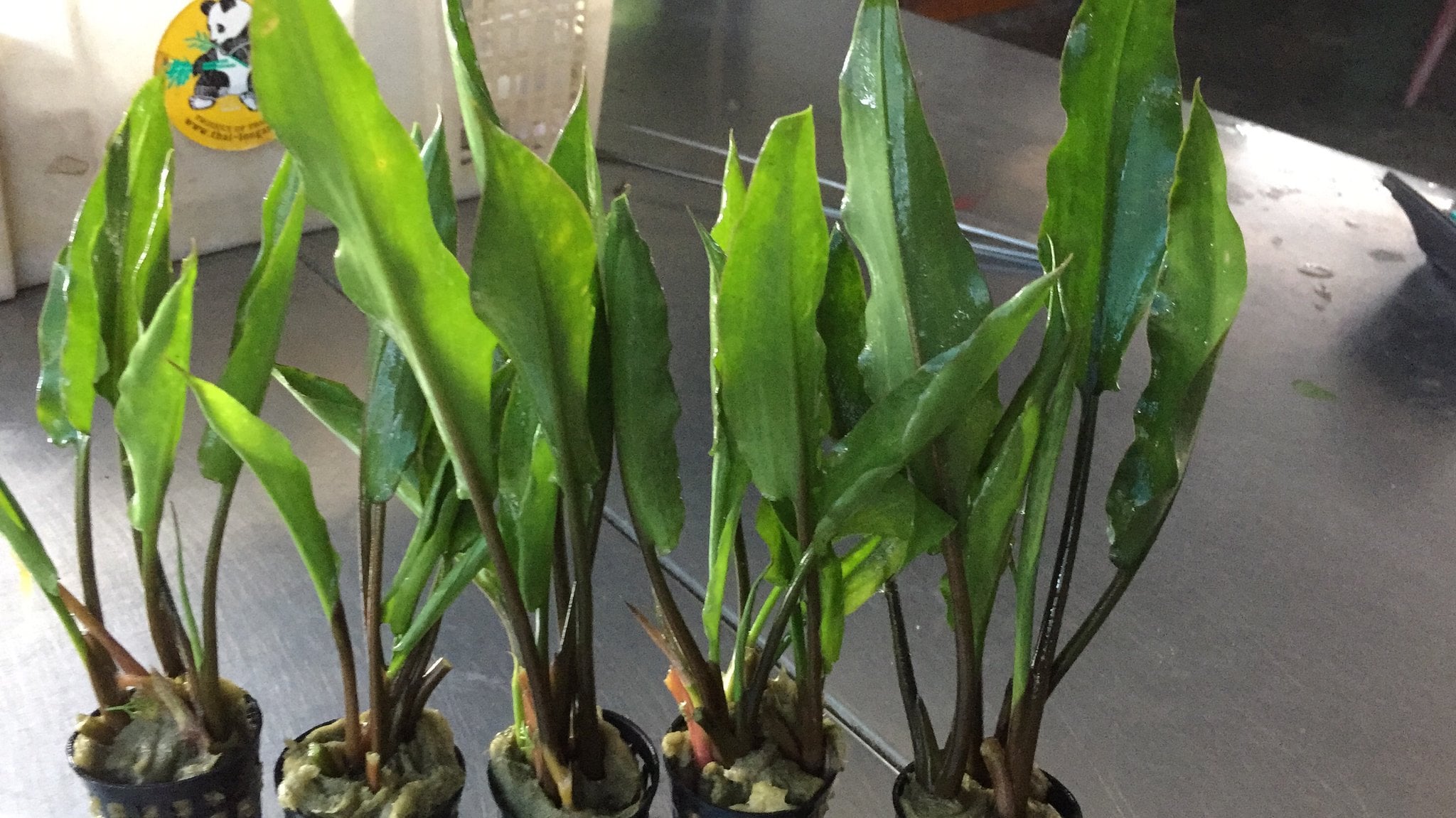 Cryptocoryne ciliata