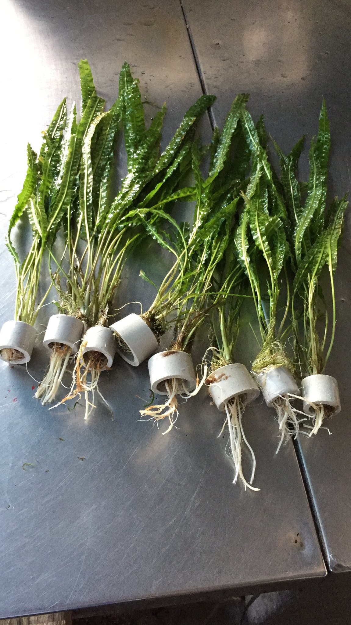 Cryptocoryne balansae