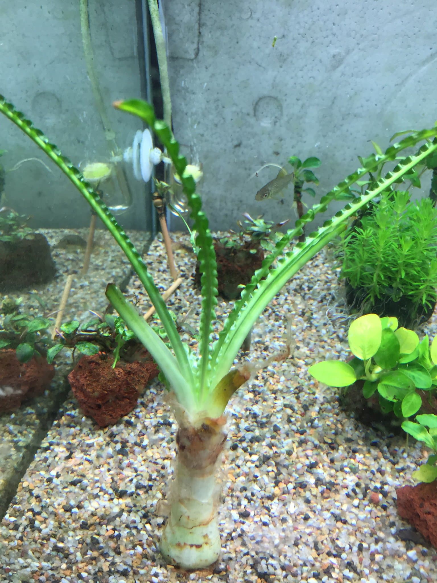 Crinum Calamistratum