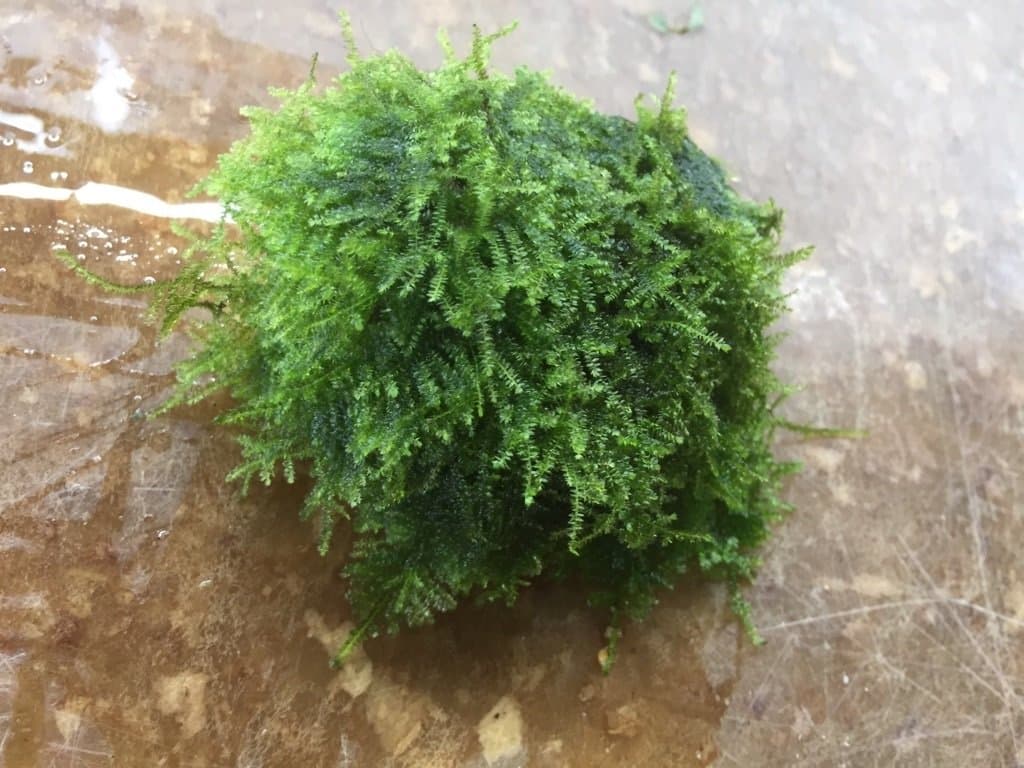 Christmas Moss on Rocks