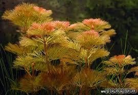 Red Cabomba Piauhyensis