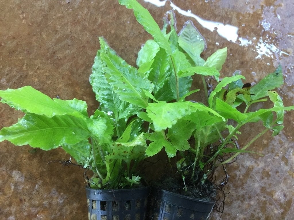 Bolbitis Heteroclita