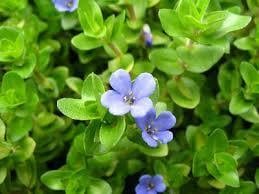 Bacopa Caroliniana