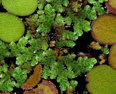 Azolla caroliniana (Packet)