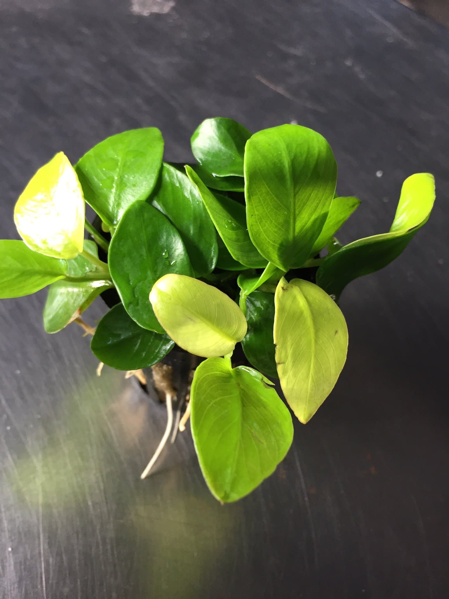 Anubias Nana Coin