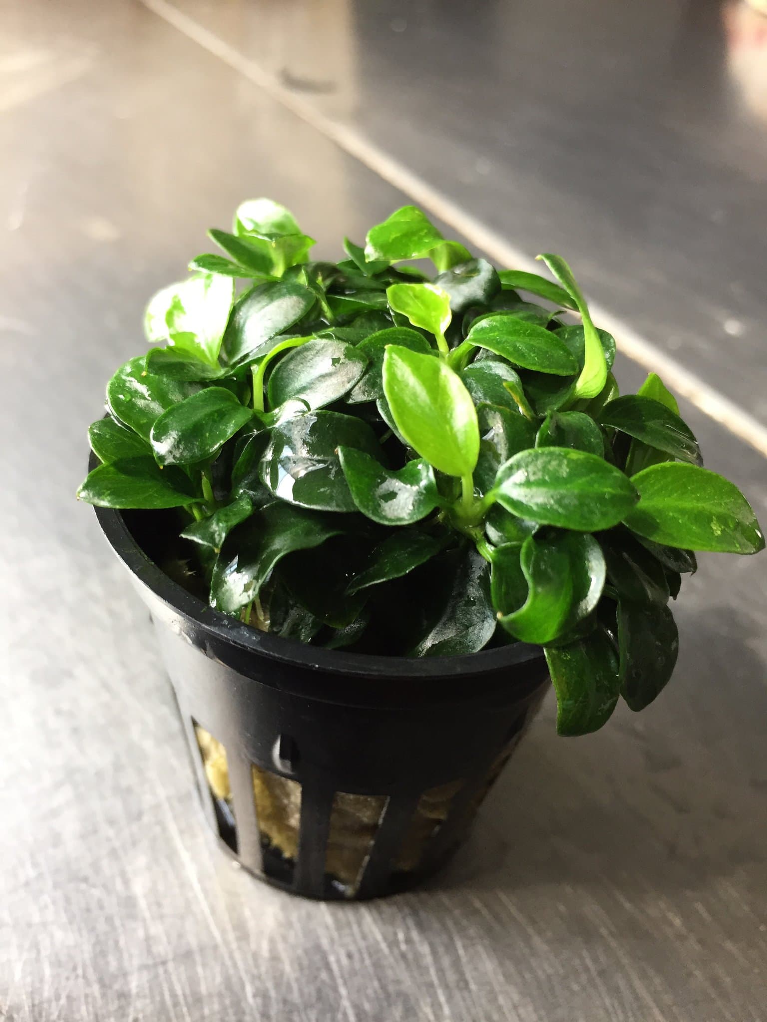 Anubias Nana Petite