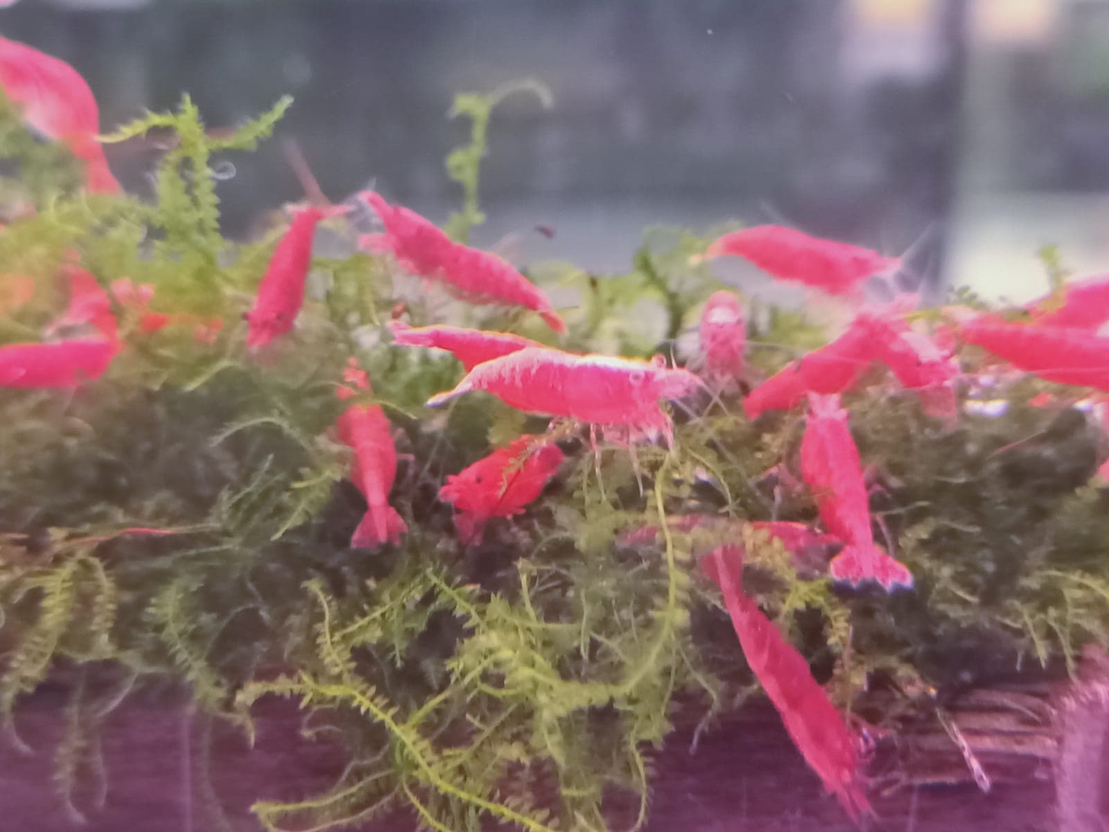 Red Fire Shrimp ( OO-2390 )
