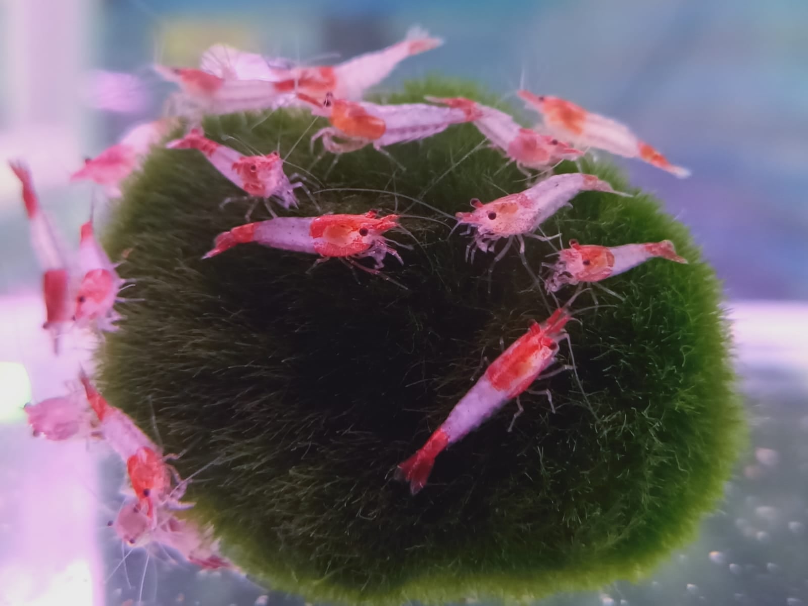 Red Rili Shrimp ( OO-4570 )
